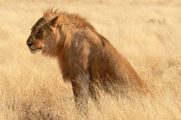 Panthera leo melanochaita