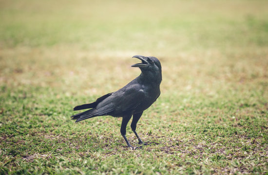 Crow sitting on the grass