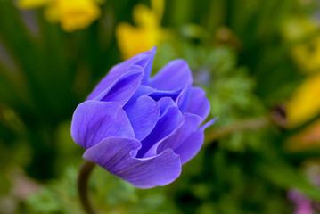 purple anemone in the garden, soft focus