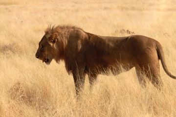 Fototapeta na wymiar Panthera leo melanochaita