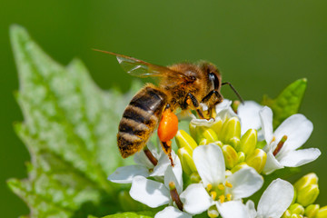 Macro shot of honeybee working on flower. Touch of spring.