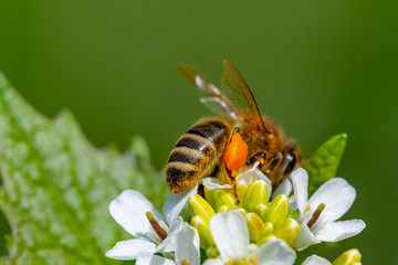 Macro shot of honeybee working on flower. Touch of spring.