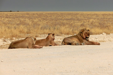 Panthera leo melanochaita