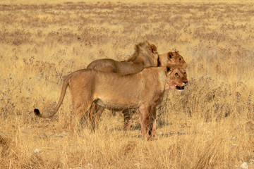 Panthera leo melanochaita