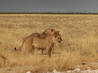 Obraz na płótnie Canvas Panthera leo melanochaita