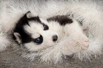 Fototapeta premium New Year siberian husky puppy