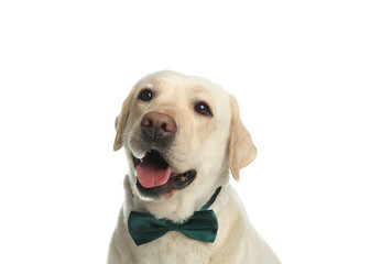 Labrador retriever with green bow tie on white background. St. Patrick's day