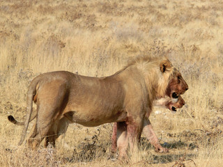 Panthera leo melanochaita