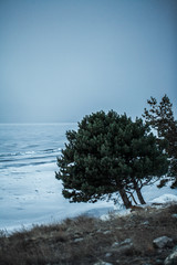 Lonely tree near the frozen lake Sevan in Armenia, beautiful mobile background vertical ,