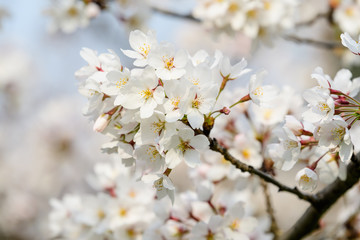 Close up of a branch with white cherry tree flowers in full bloom with blurred background in a garden in a sunny spring day, beautiful Japanese cherry blossoms floral background, sakura