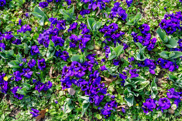 Obraz premium Top view many delicate blue pansy flowers in full bloom in a sunny spring garden, beautiful outdoor floral background photographed with soft focus