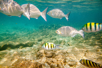 Beautiful colored fish swim underwater in the Indian Ocean among the stones.
