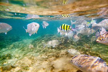 Beautiful colored fish swim underwater in the Indian Ocean among the stones.