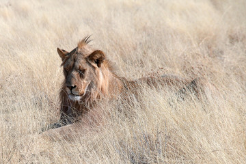 Panthera leo melanochaita