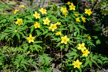 Close up of delicate yellow flowers of Ranunculus repens plant commonly known as the creeping buttercup, creeping crowfoot or sitfast, in a garden in a sunny spring day, floral background