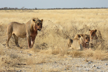 Panthera leo melanochaita