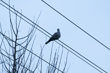 The bird stands on a wire from a banner © finchmaystor