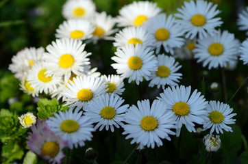 Gänseblümchenwiese