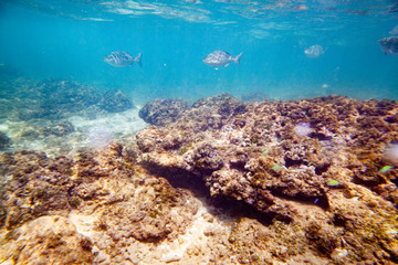 Beautiful colored fish swim underwater in the Indian Ocean among the stones.