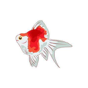 Goldfish Tamasaba Illustration
