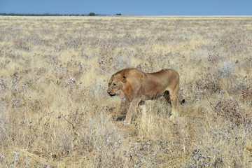 Panthera leo melanochaita