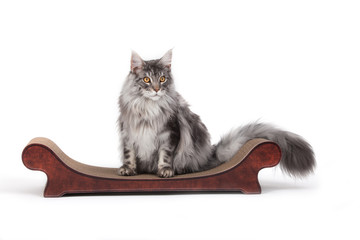 Maine-Coon