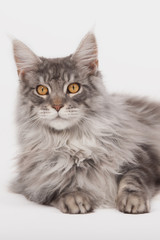Maine-Coon