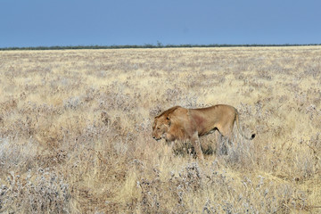 Panthera leo melanochaita