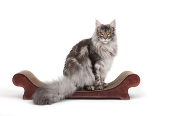 Maine-Coon