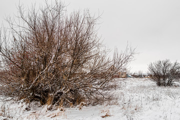 Naked tree in winter in the snow during the day
