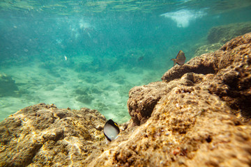 Beautiful colored fish swim underwater in the Indian Ocean among the stones.