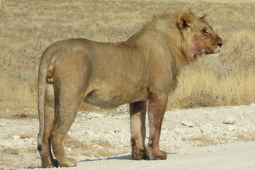 Panthera leo melanochaita