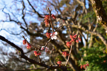 Image of Blooming cherry blossoms