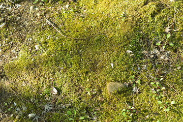 Image of Green moss surface