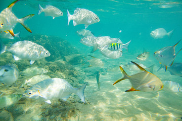 Beautiful colored fish swim underwater in the Indian Ocean among the stones.