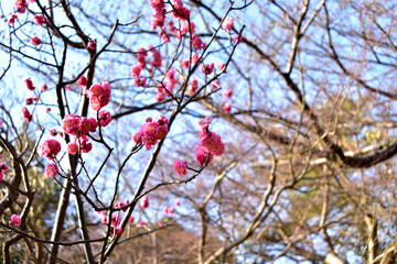 Image of Red plum blossom