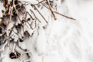 A bunch of vines under the snow