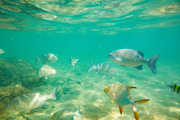 Naklejka premium Beautiful colored fish swim underwater in the Indian Ocean among the stones.