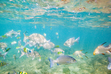 Fototapeta na wymiar Beautiful colored fish swim underwater in the Indian Ocean among the stones.
