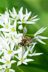 Closeup of honey bee (Apis mellifera) on wild garlic flowers (Allium ursinum)