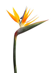 Bird of Paradise tropical flower isolated on white