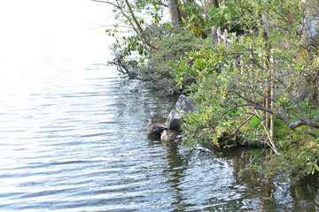 Image of Pair of duck in pond