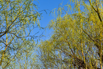 The willows gave forth a vivid green shoot in spring