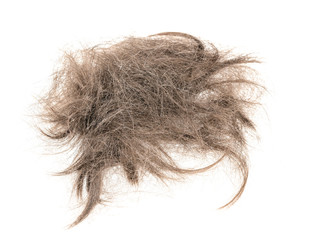 Hair bundle isolated on white background. tuft hair close-up