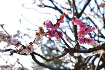 Image of Red and white Japanese apricot blossom