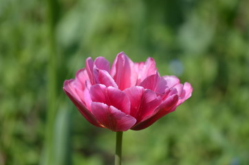 Top view of one vivid pink tulip in a garden in a sunny spring day, beautiful outdoor floral background photographed with soft focus