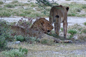 Panthera leo melanochaita