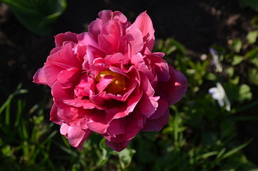 Top view of one vivid pink tulip in a garden in a sunny spring day, beautiful outdoor floral background photographed with soft focus
