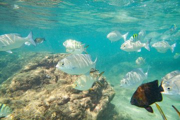 Fototapeta premium Beautiful colored fish swim underwater in the Indian Ocean among the stones.
