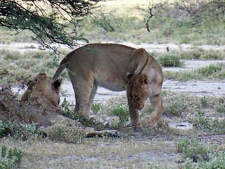 Panthera leo melanochaita